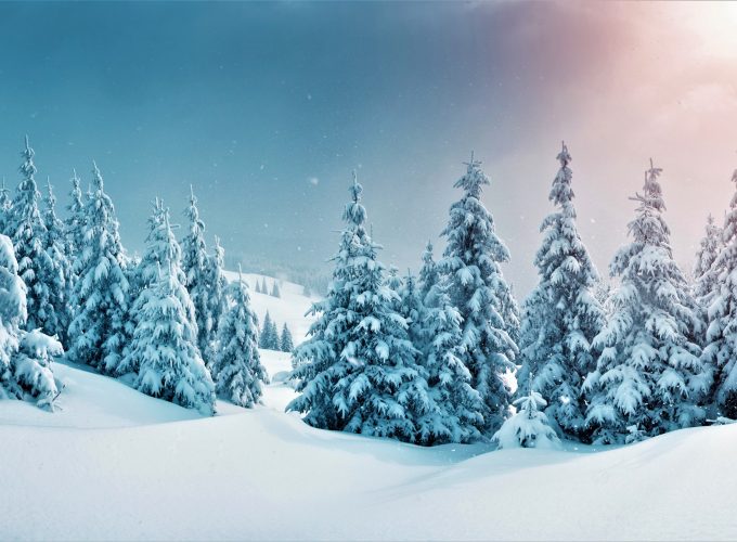 Wallpaper forest, trees, snow, winter, 5k, Nature 439336635
